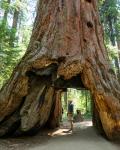 Redwood tree