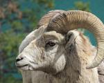 Bighorn Sheep
