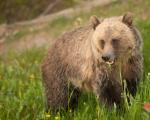 Grizzly bjørn i Canada