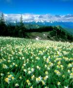 Olympic national park